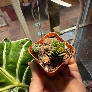 Abigail ha añadido una foto de su compra