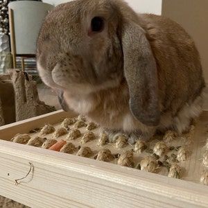 6+ Rabbit Dig Box