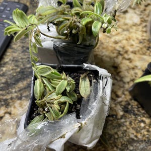 Mayra added a photo of their purchase