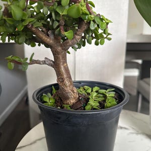 Yessica さんが購入した商品の写真を追加しました