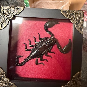 Kassidy added a photo of their purchase