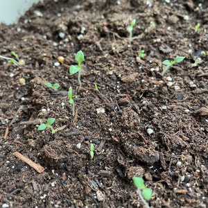 Tomato seed Riddle | Etsy