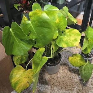 Esther added a photo of their purchase