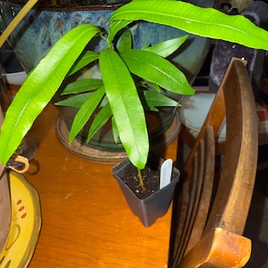 Zemmery added a photo of their purchase