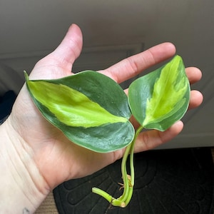 taylor added a photo of their purchase
