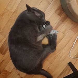 Catstille added a photo of their purchase