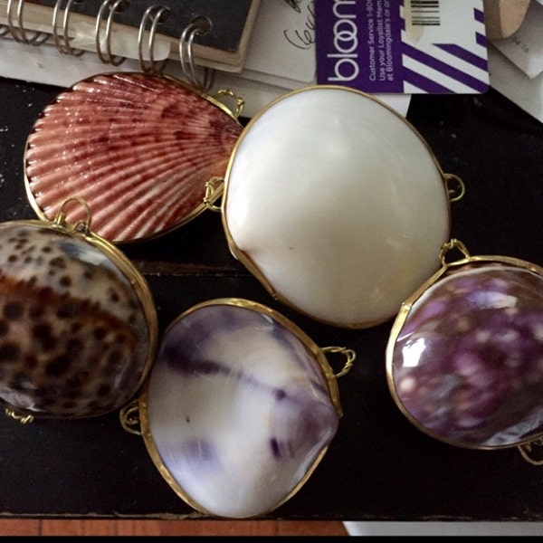 Real Seashell Trinket, Coin, Pill, Jewelry Box or Purse ~ Available in ...