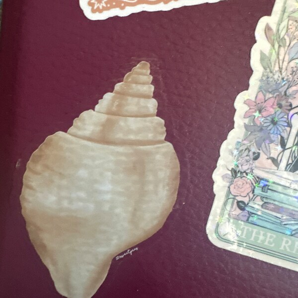 Shark Tooth Fossil Guide, Shark Tooth Reference Guide, Beach Guide