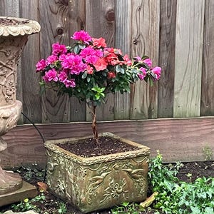 Linda added a photo of their purchase