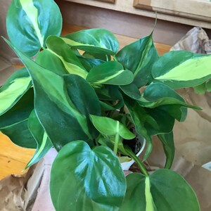 Cindy added a photo of their purchase