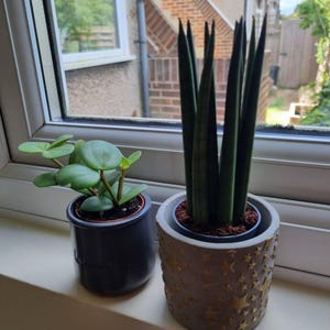Rocket Mother in Laws Tongue (sansevieria Cylindrica Rocket) Houseplant -  Etsy Denmark