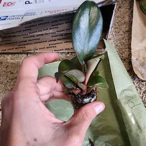 benefits of yucca cane plant Yucca Cane for Sale