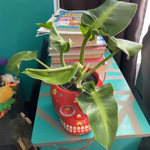 Jamie a ajouté une photo de son achat
