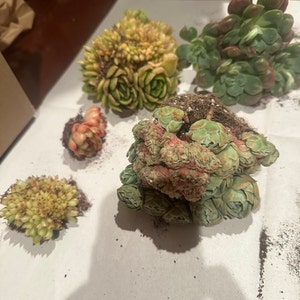 Jennifer ha añadido una foto de su compra