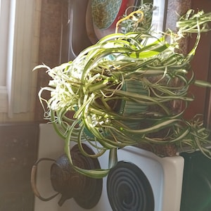 Comprador de Etsy ha añadido una foto de su compra