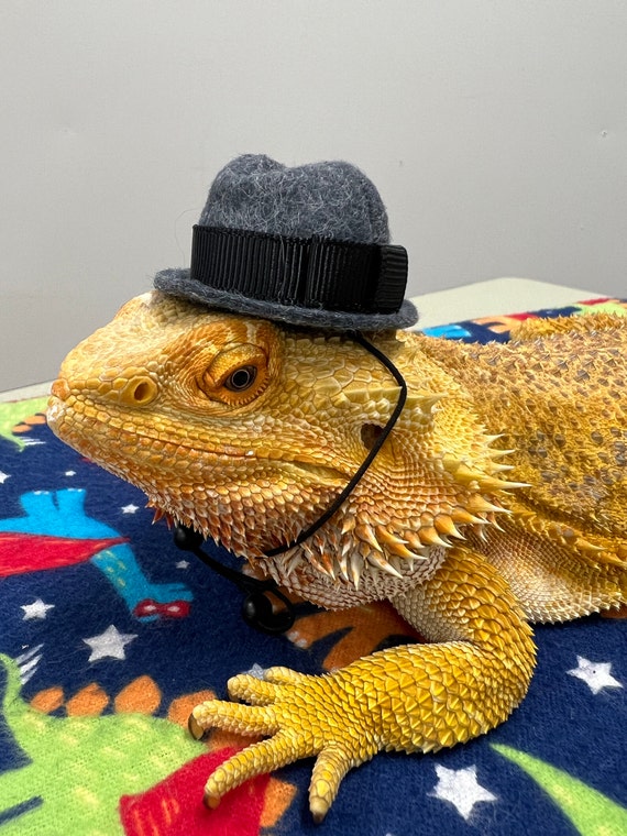 Customer photo of a pet with the Fedora  Hat  for small pet Hedgehog Vogue
