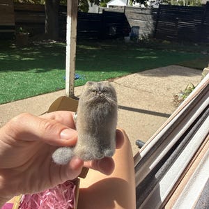 Maya added a photo of their purchase