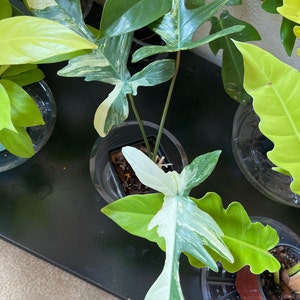 Ermelinda added a photo of their purchase