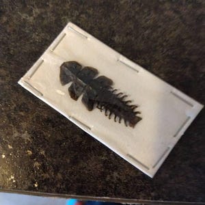 三葉虫。実物標本。昆虫標本。昆虫の美しさ。昆虫学。化石。昆虫