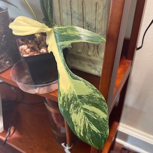 Geejag added a photo of their purchase