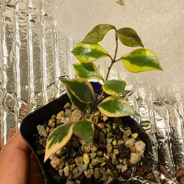 Hoya bakoensis (Outer Variegated - Albo) | 2-Inch – Hoya Treasures