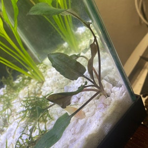 Erandi added a photo of their purchase