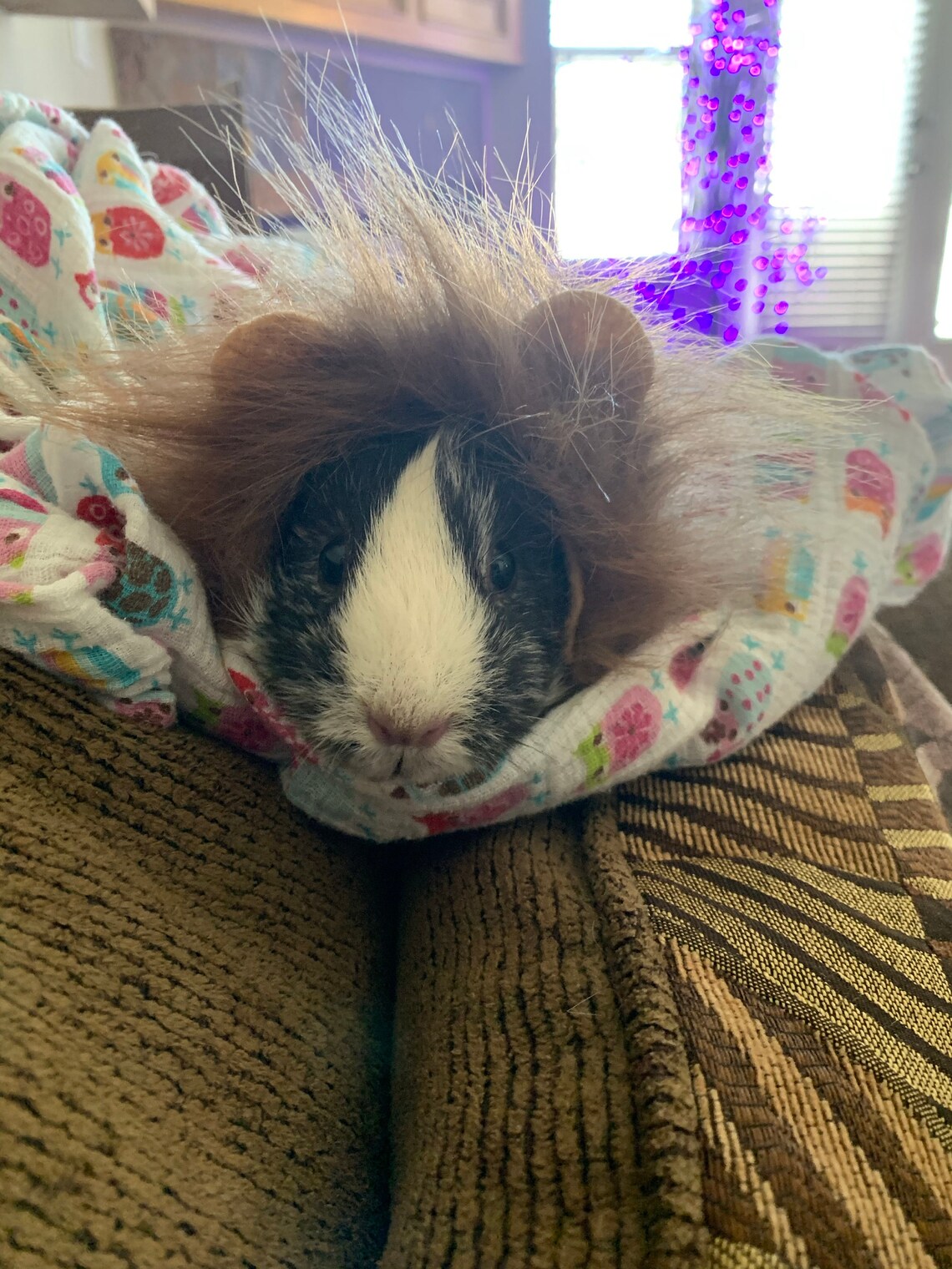 Customer photo of a pet with the Lion dark mane halloween costume for small pet