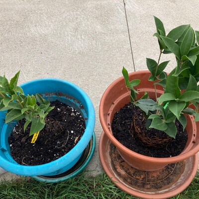 Gardenia Frostproof | Cape Jasmine | The Plant Store NZ
