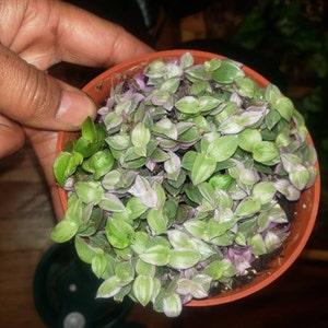 Akerria added a photo of their purchase