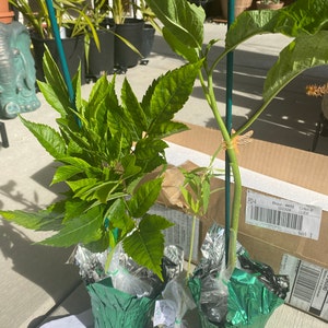 Veronica added a photo of their purchase