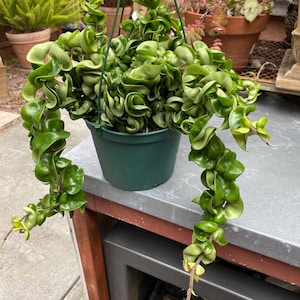 MaryJane added a photo of their purchase