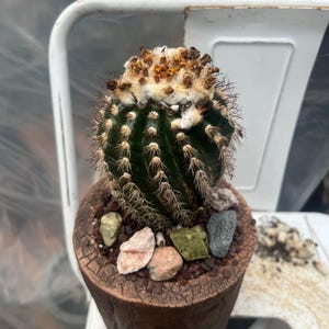 Sonya added a photo of their purchase