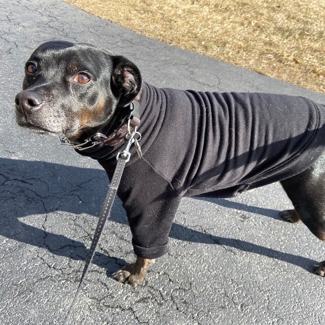 Big Dog Clothes Athletic Gray Sweatshirt Pullover Turtleneck Large Shirt Sweater Coat Etsy