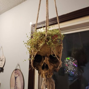 Human Skull Planter FREE SHIPPING - Etsy