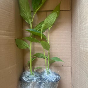 Susan added a photo of their purchase