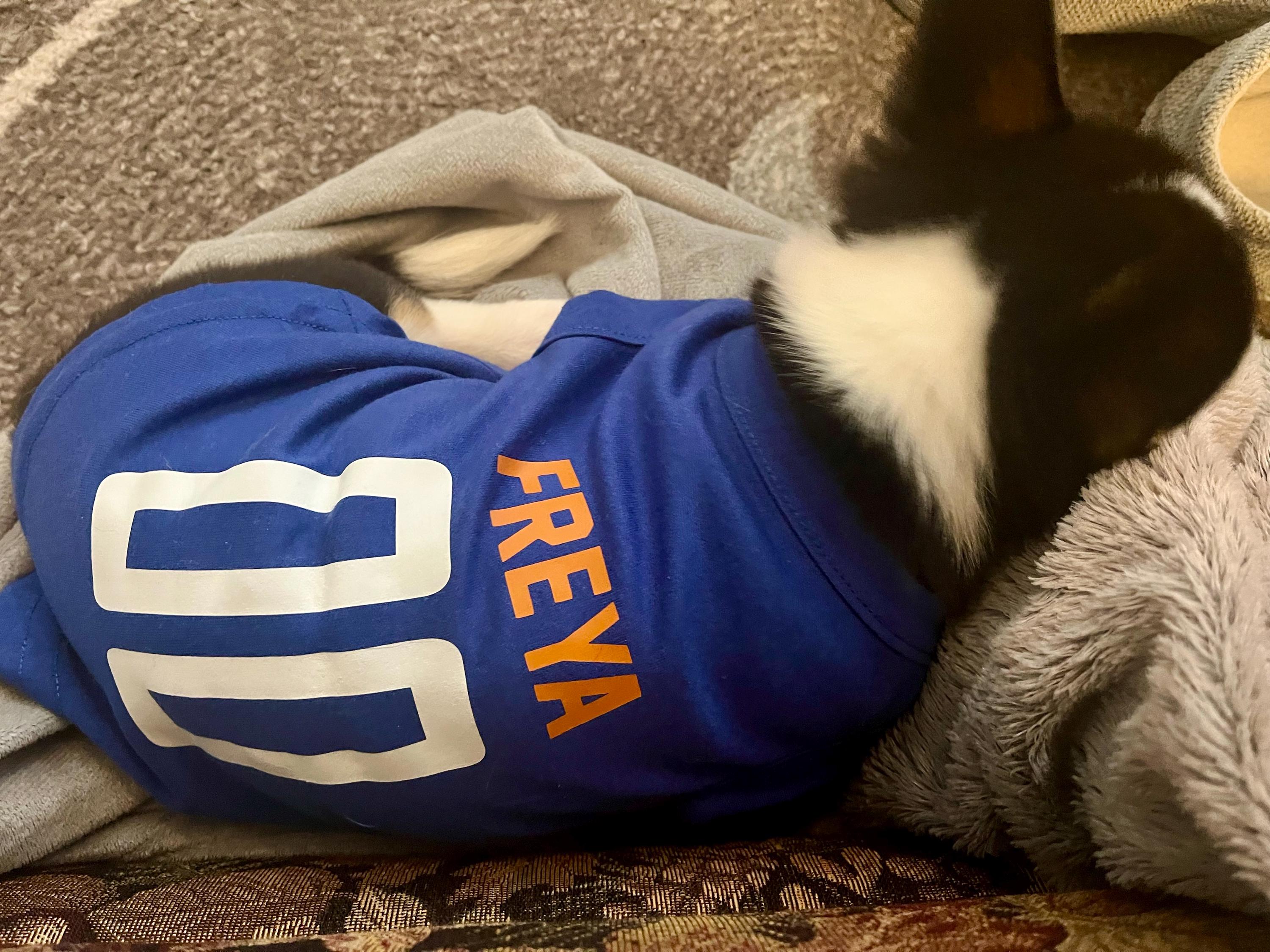 Custom Sports Dog Jersey - Personalized Dog Shirt with Name & Number - Team Dog Shirt, Football, Basketball, Soccer Fan Gift, Pet Jersey