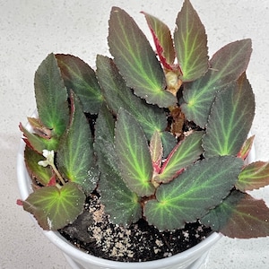 Gina ha añadido una foto de su compra