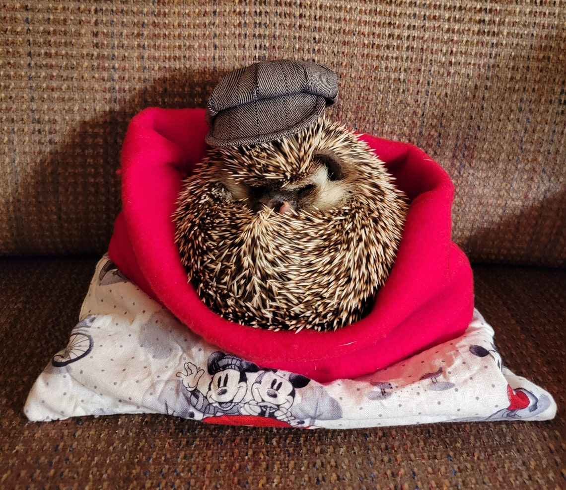 Customer photo of a pet with the Newspaper Boy Hat  for small pet Hedgehog Vogue