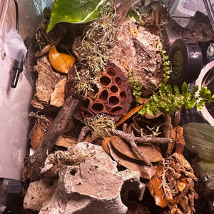 39 Botanical Seed Pods For Isopods, Terrariums, Aquariums