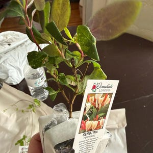 Dori added a photo of their purchase