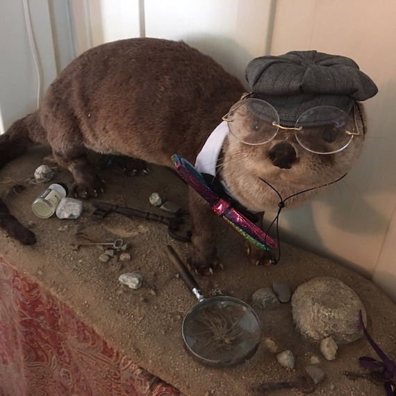 Customer photo of a pet with the Newspaper Boy Hat  for small pet Hedgehog Vogue