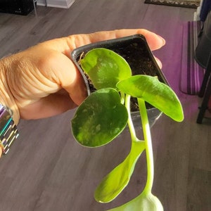 Angela ha aggiunto una foto del proprio acquisto