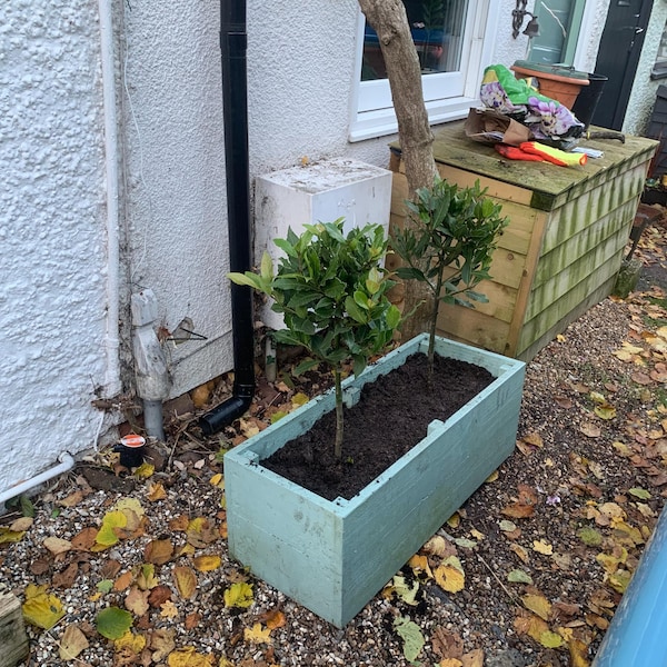 50 Cherry Laurel Hedging 25-40cm Tall Potted