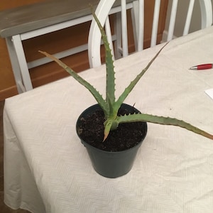 Cristina added a photo of their purchase