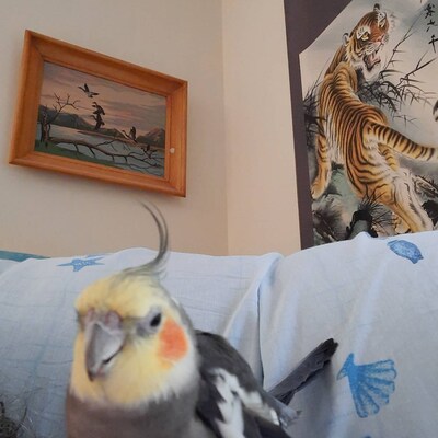 Washi Tape Parrot Footprint Tracks 1.5cm X 10m Roll Scrapbooking