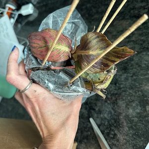 Bonnie ha añadido una foto de su compra