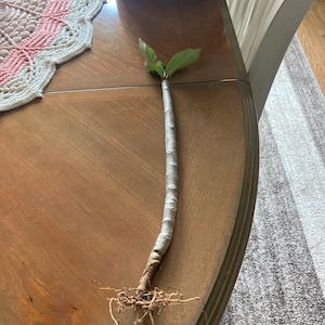 Susan added a photo of their purchase