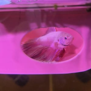 Cali added a photo of their purchase