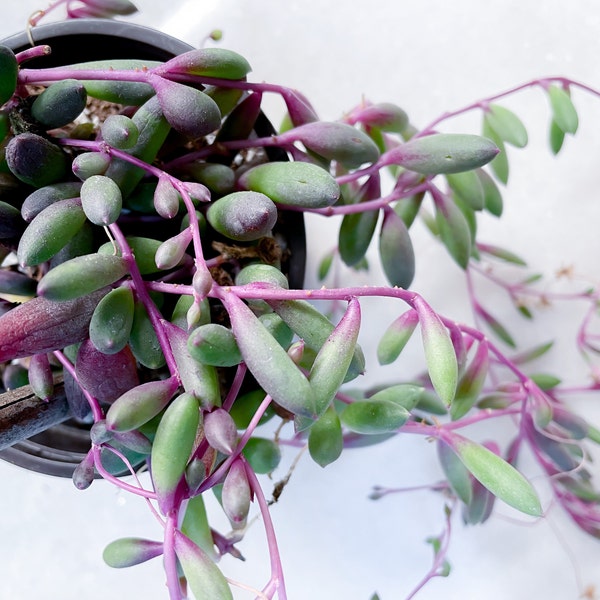String of Ruby Necklace Plant Succulent Plant 3.5 Inch Pot Sun Stressed ...