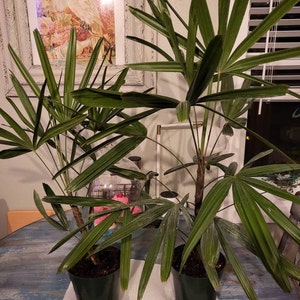 Jill added a photo of their purchase